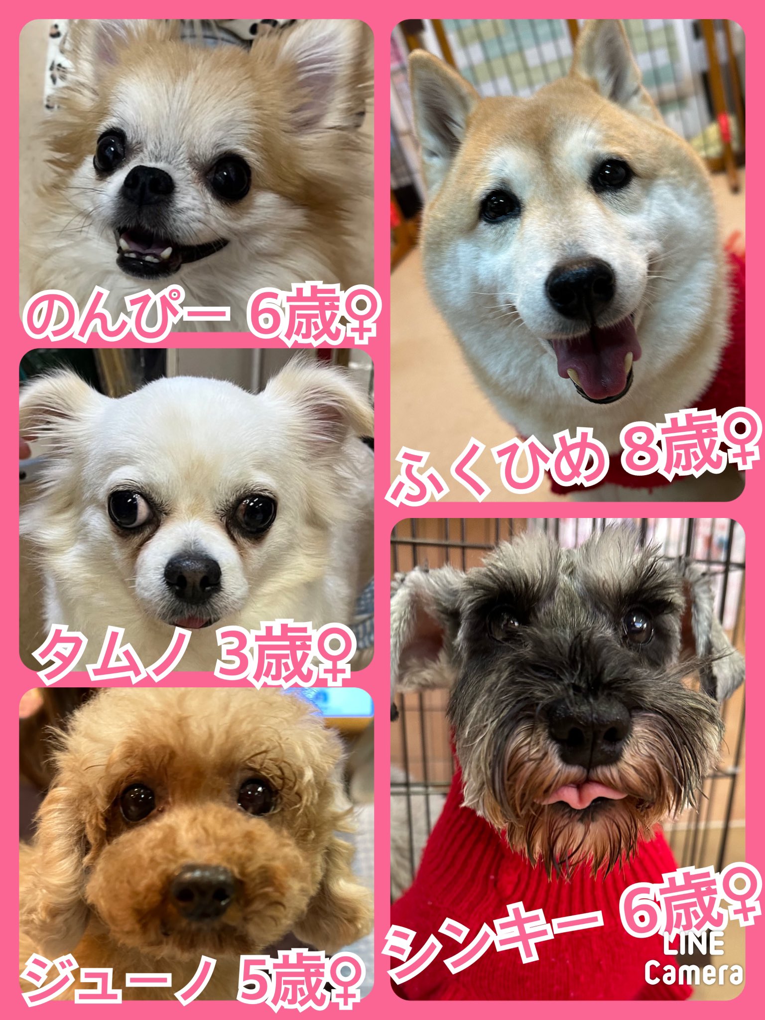 🐾今日の里親様募集中ワンコ🐶メンバーです🐾2023,12,20【保護犬カフェ天神橋店】